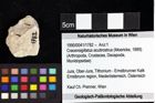 Foto (Objket + Etiketten) von Goniodromites bidentatus (Reuss, 1858) 